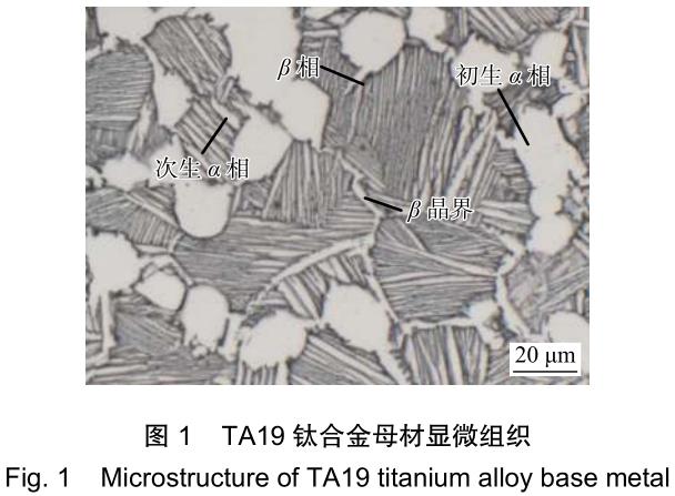 1706279095295004.jpg t1.jpg